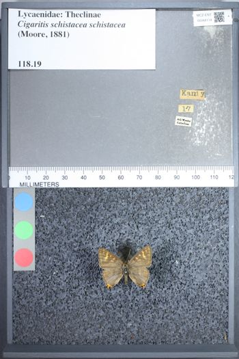 Media type: image;   Entomology 68114